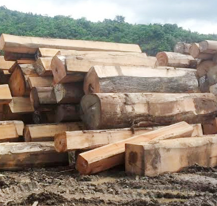 Gỗ xoan đào - Gỗ Dung Long - Công Ty TNHH Thương Mại Dung Long